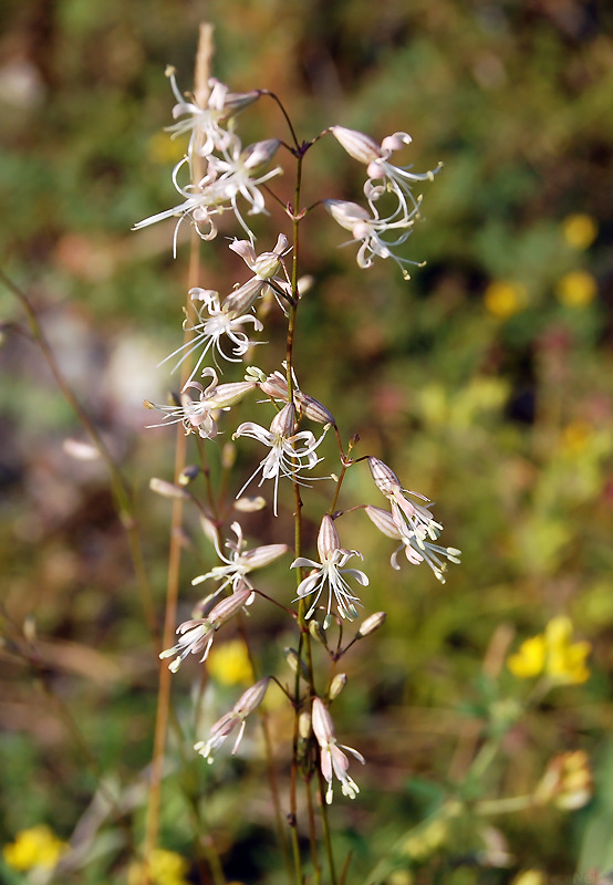 Image of Silene stylosa specimen.