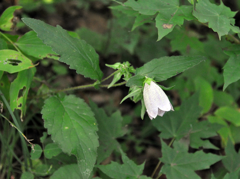 Image of Campanula punctata specimen.