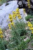 Asphodeline lutea