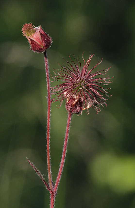 Image of Geum rivale specimen.