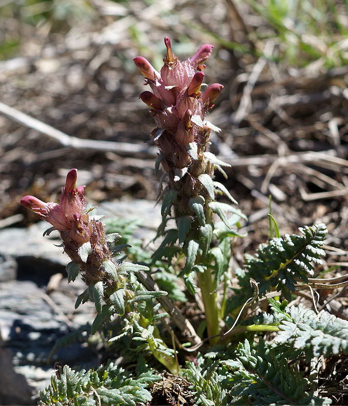 Image of Pedicularis alberti specimen.