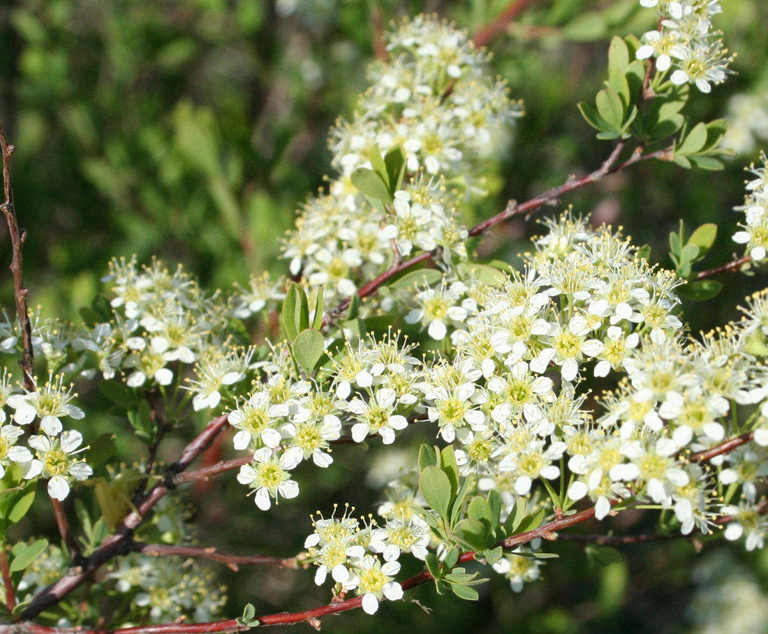 Image of Spiraea hypericifolia specimen.