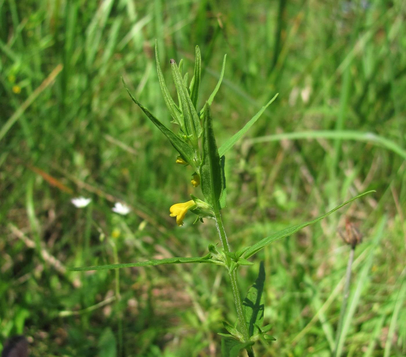 Image of Melampyrum sylvaticum specimen.