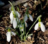 Galanthus plicatus