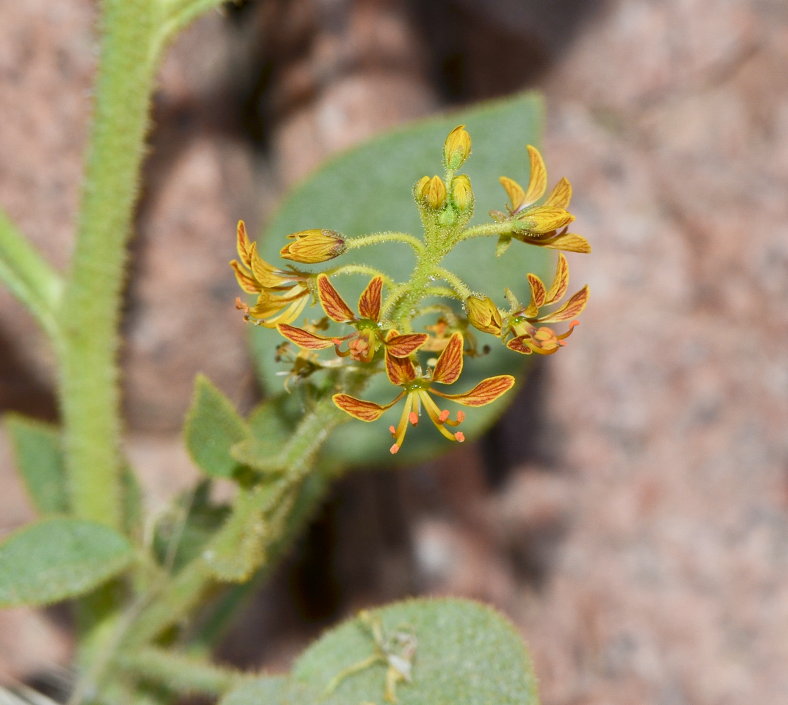 Image of Cleome arabica specimen.