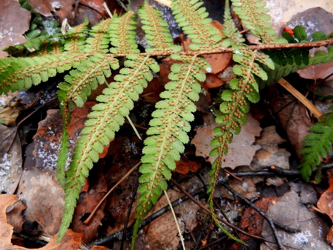 Image of Dryopteris filix-mas specimen.