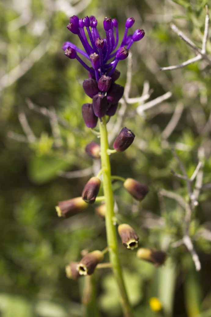 Image of Leopoldia comosa specimen.