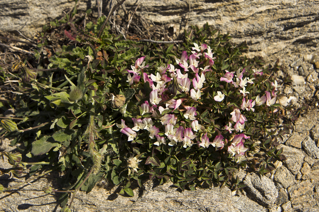 Изображение особи Trifolium uniflorum.