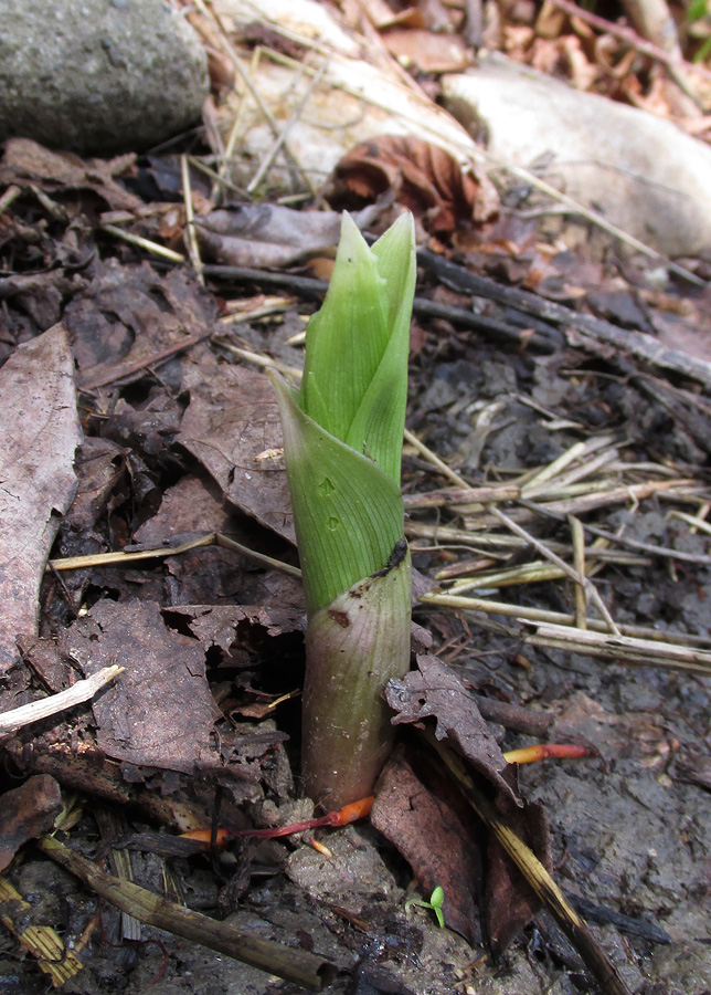 Изображение особи Epipactis helleborine.