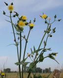 Sonchus oleraceus. Верхушка цветущего и плодоносящего растения. Восточный Казахстан, Уланский р-н, с. Украинка, дачный участок. 28.08.2011.