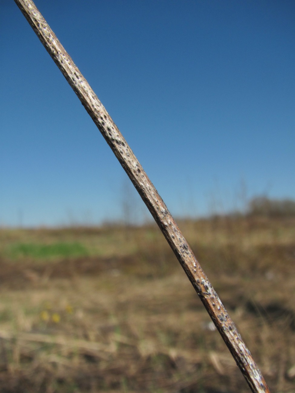 Image of Scorzoneroides autumnalis specimen.