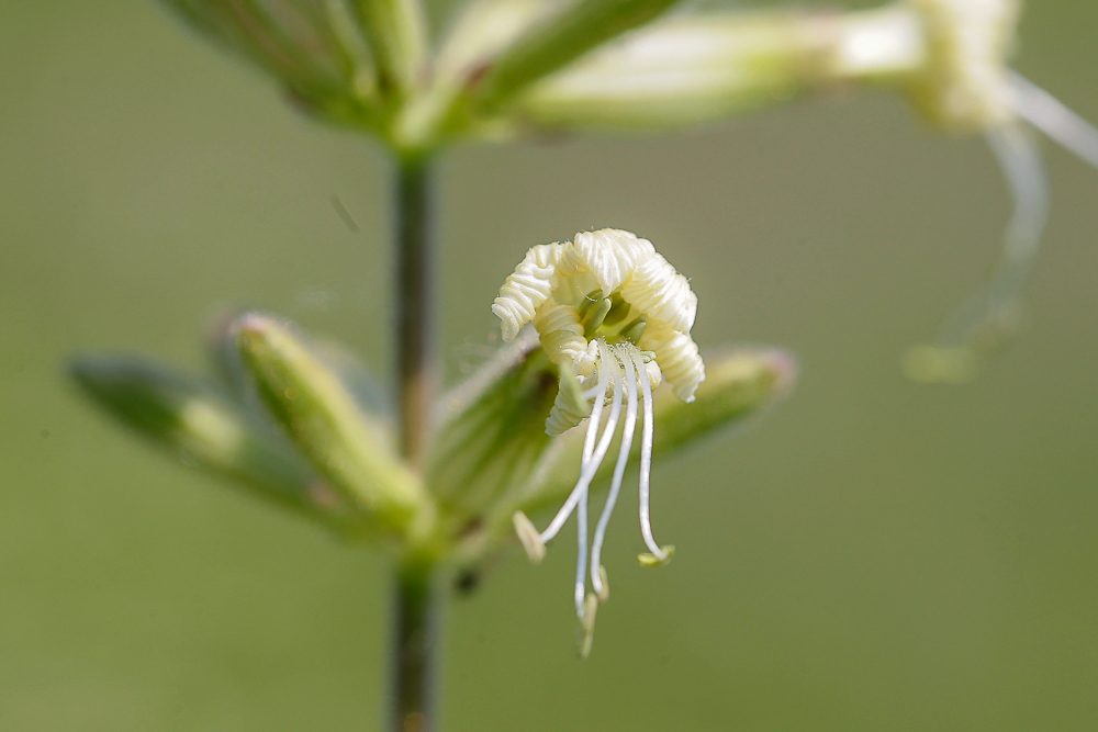 Image of Silene viscosa specimen.