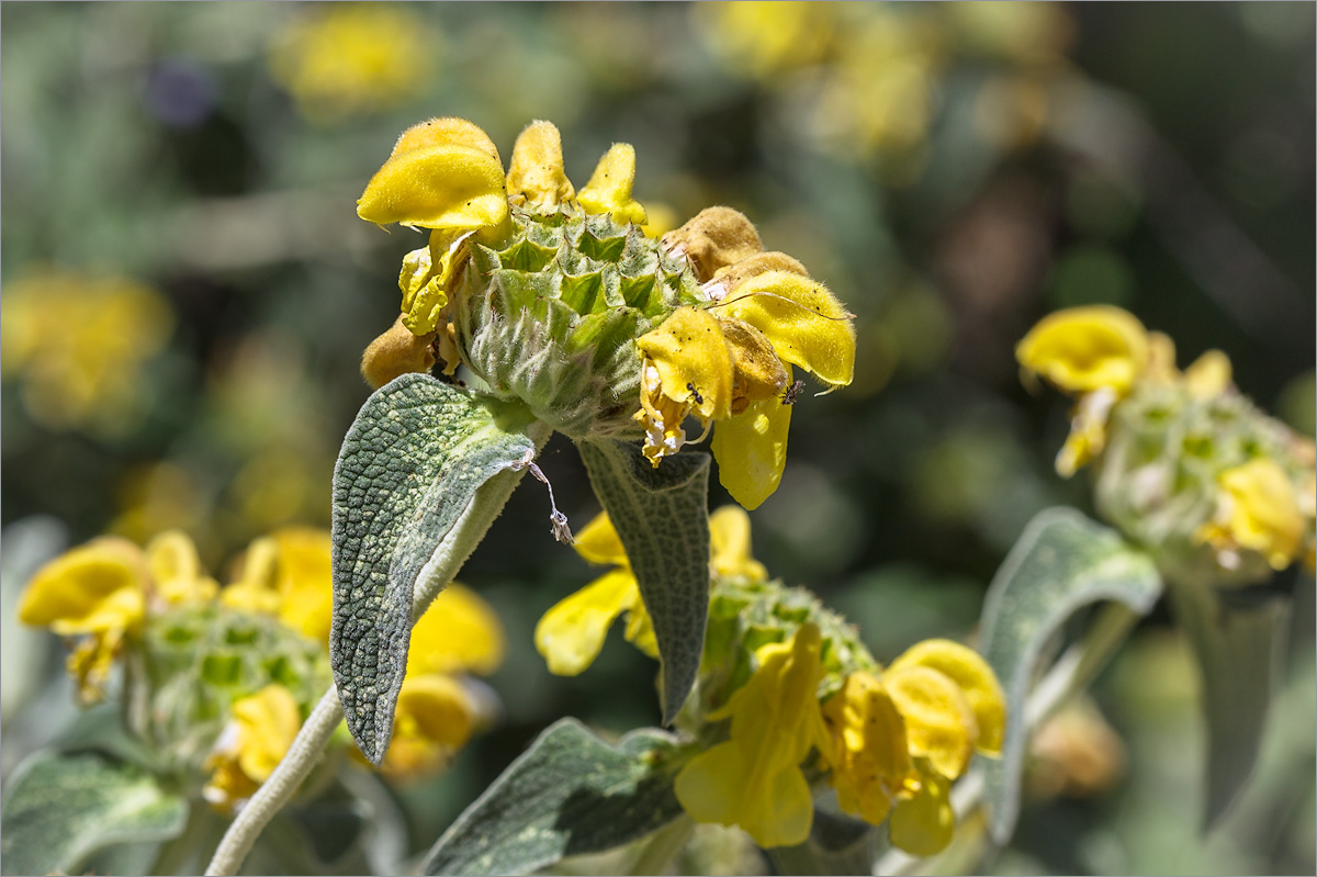 Image of Phlomis fruticosa specimen.