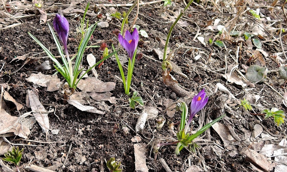 Image of Crocus vernus specimen.