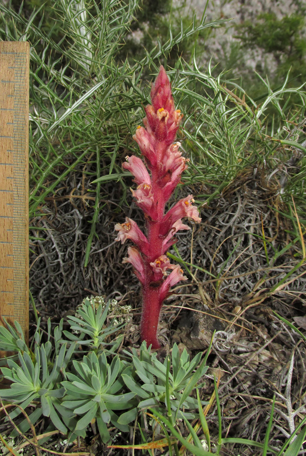 Изображение особи Orobanche centaurina.