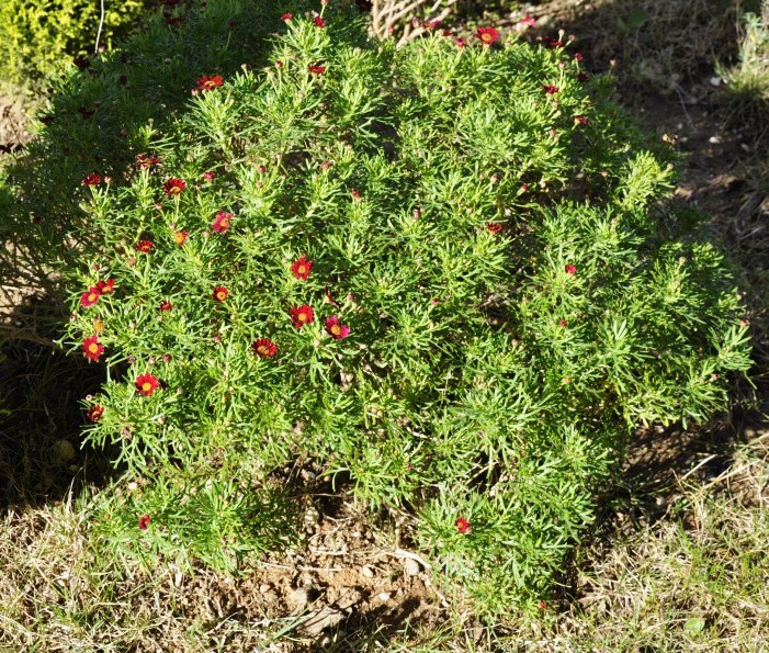 Image of Argyranthemum frutescens specimen.