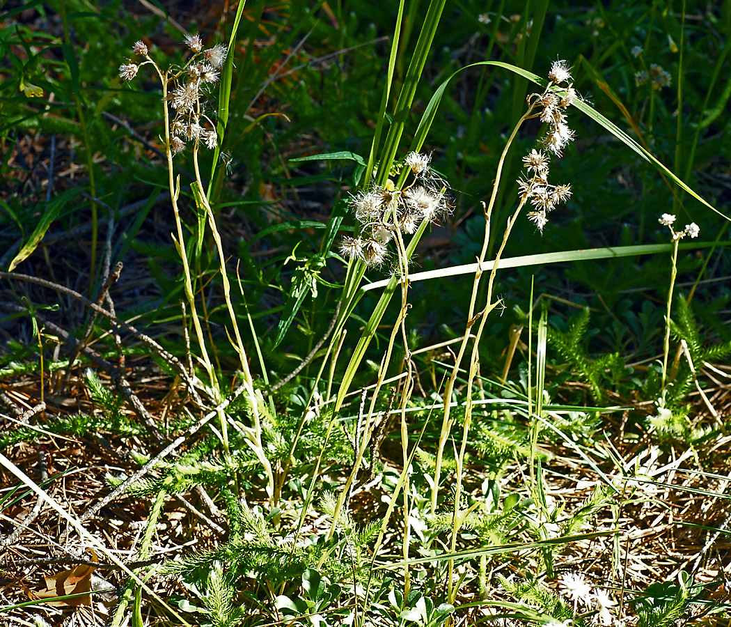 Изображение особи Antennaria dioica.