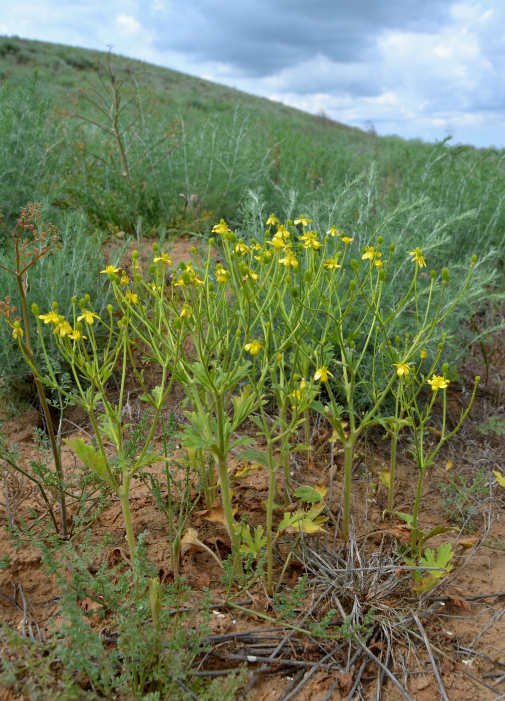 Image of Ranunculus oxyspermus specimen.