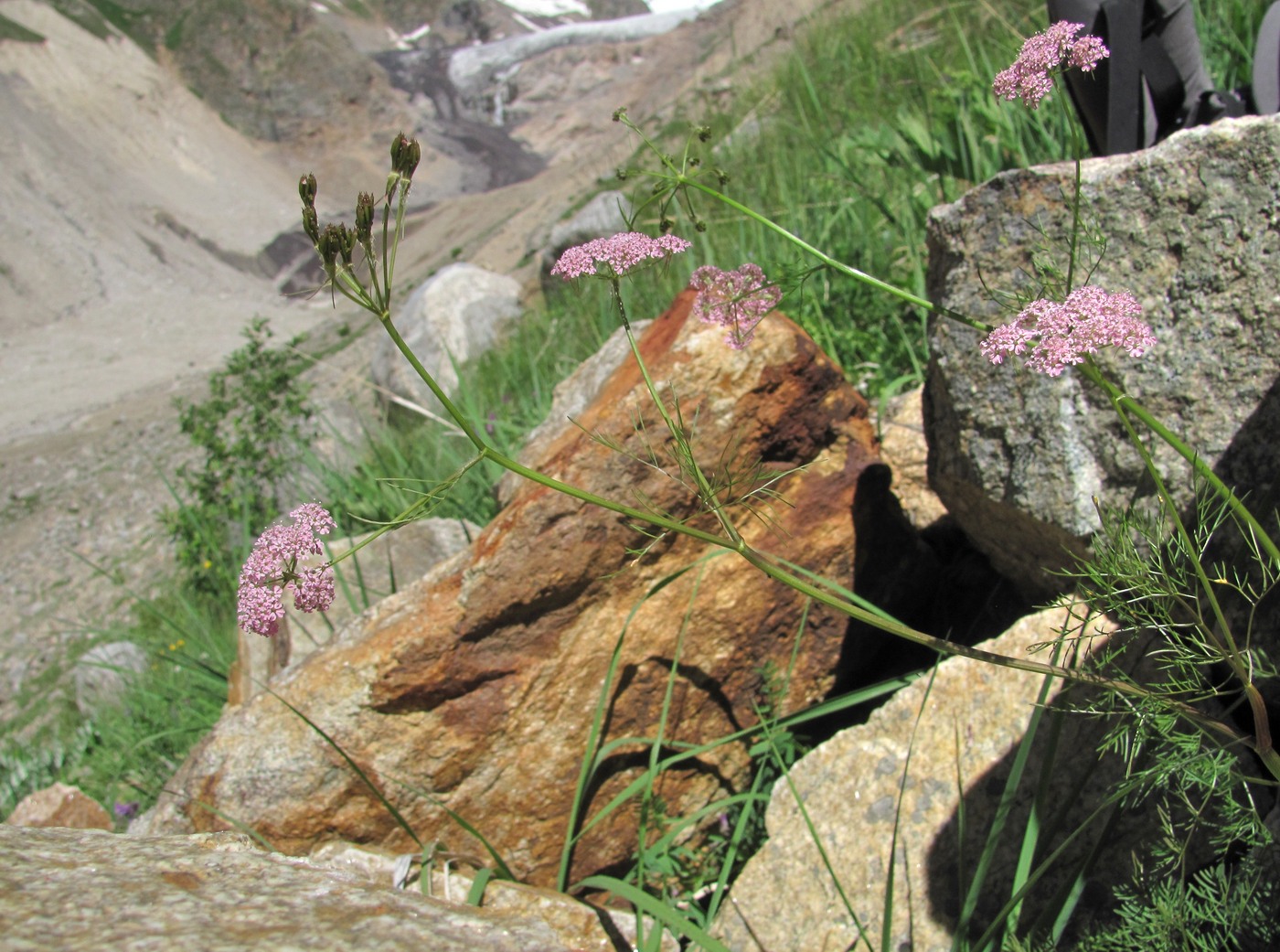 Изображение особи Chaerophyllum millefolium.