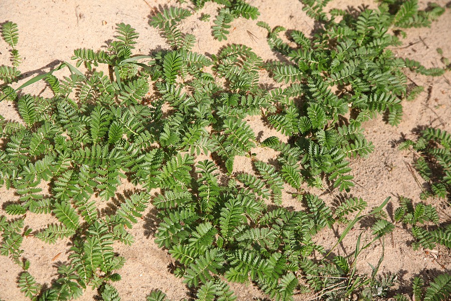 Изображение особи Potentilla anserina.