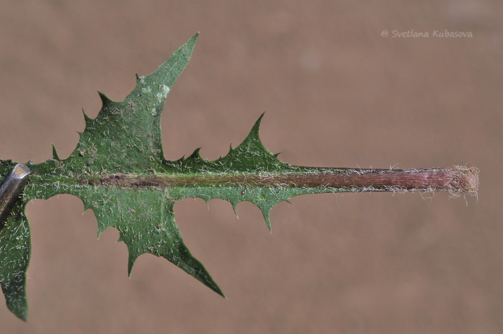 Image of Taraxacum distantilobum specimen.