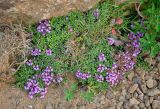 Thymus praecox subspecies britannicus