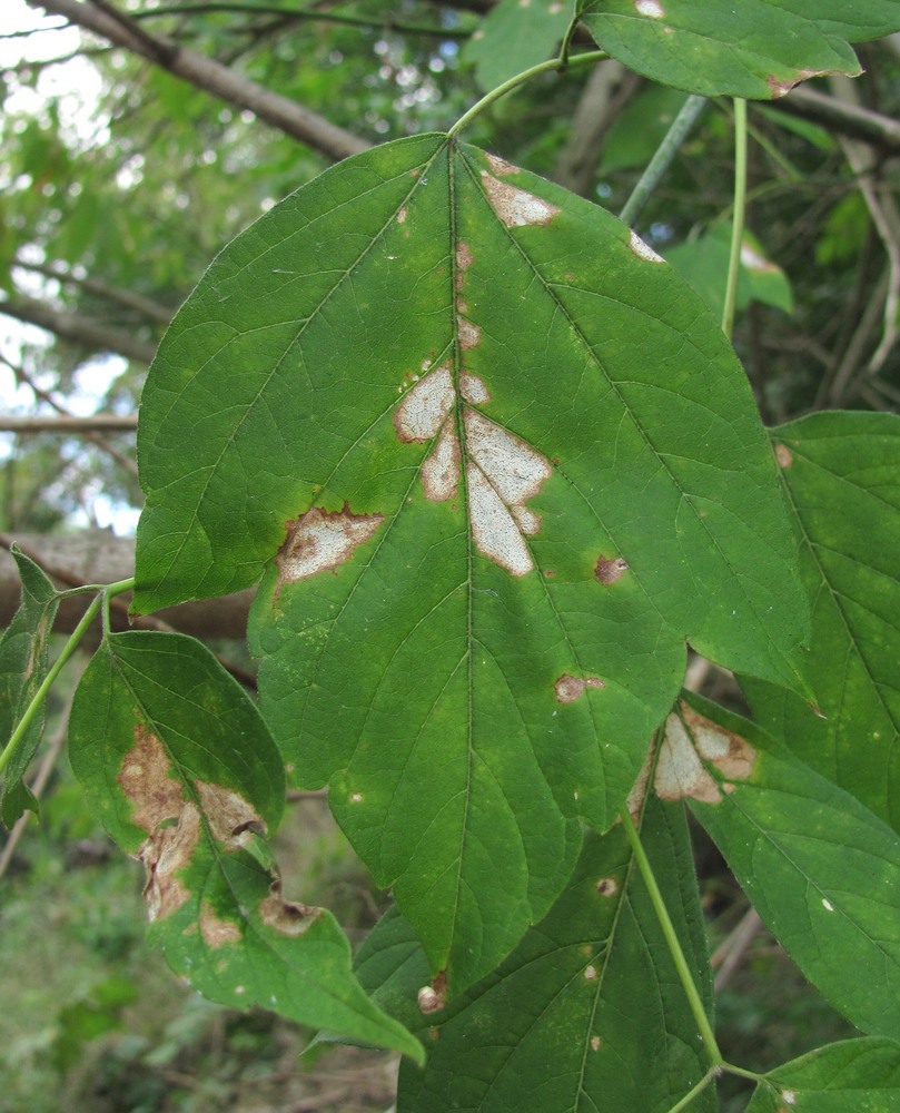 Image of Acer negundo specimen.