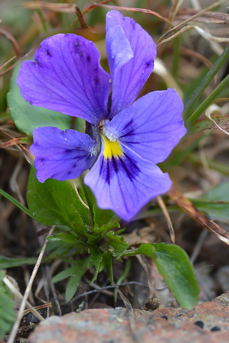 Изображение особи Viola altaica.