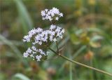 Valeriana sambucifolia. Верхушка побега с соцветием. Мурманская обл., п-ов Рыбачий, побережье губы Большая Мотка, приморский луг. 14.08.2016.