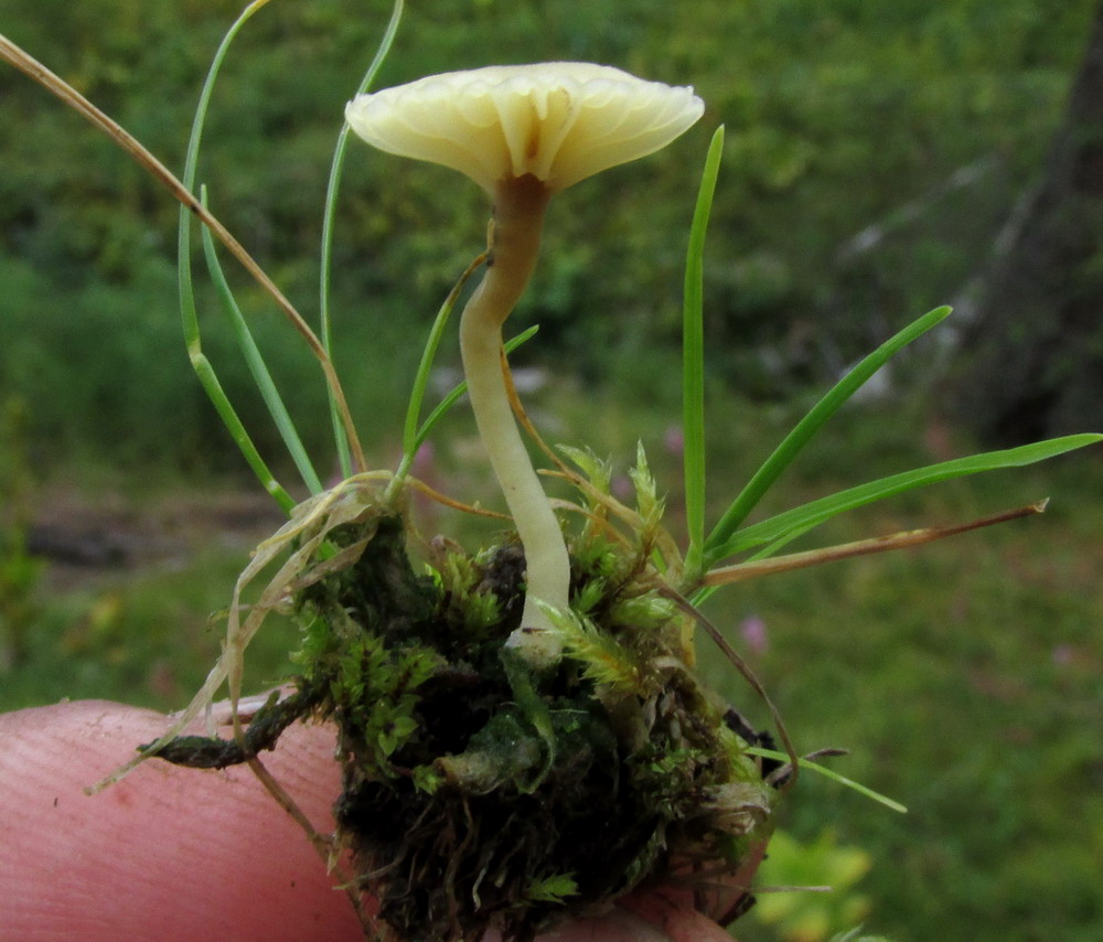 Image of Lichenomphalia umbellifera specimen.