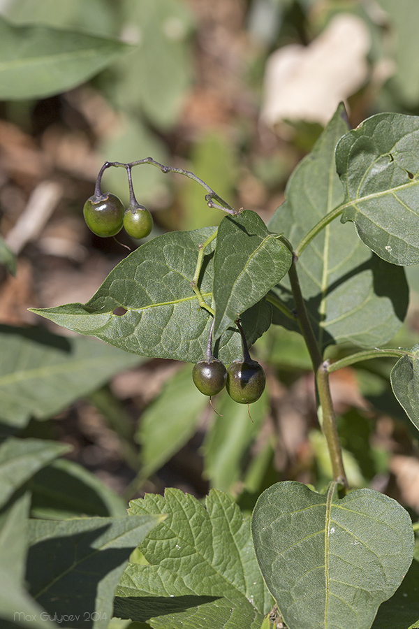 Image of Solanum dulcamara specimen.