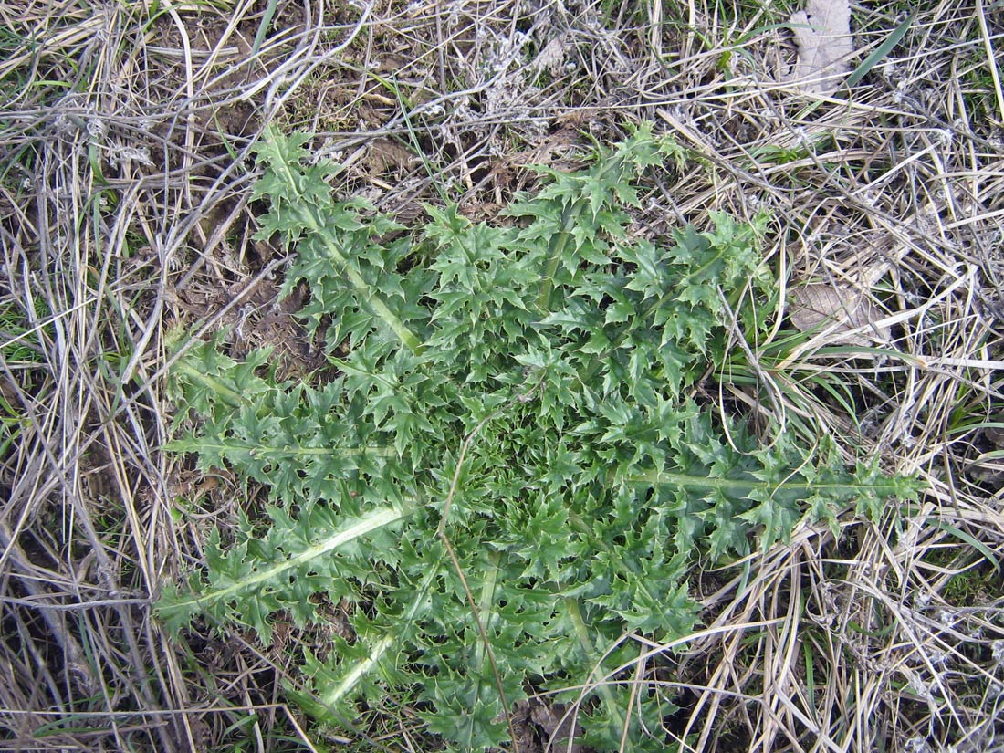 Image of genus Carduus specimen.