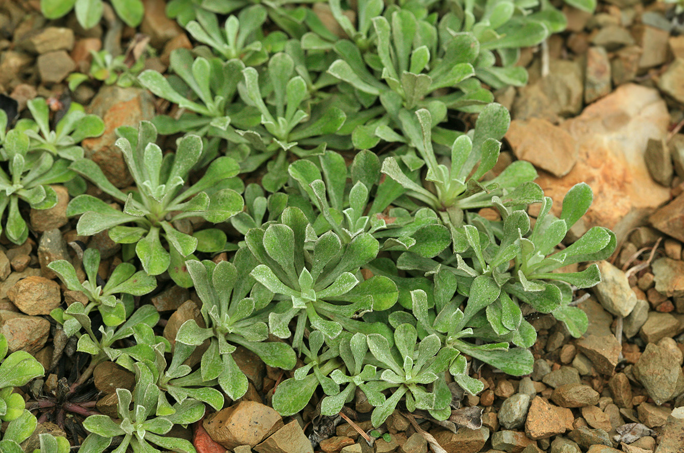 Image of Antennaria dioica specimen.