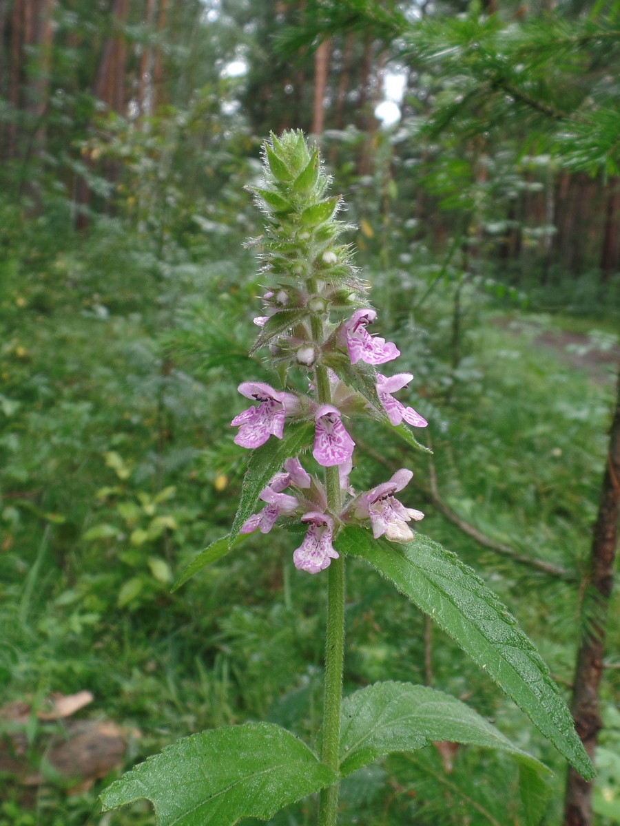 Image of Stachys palustris specimen.