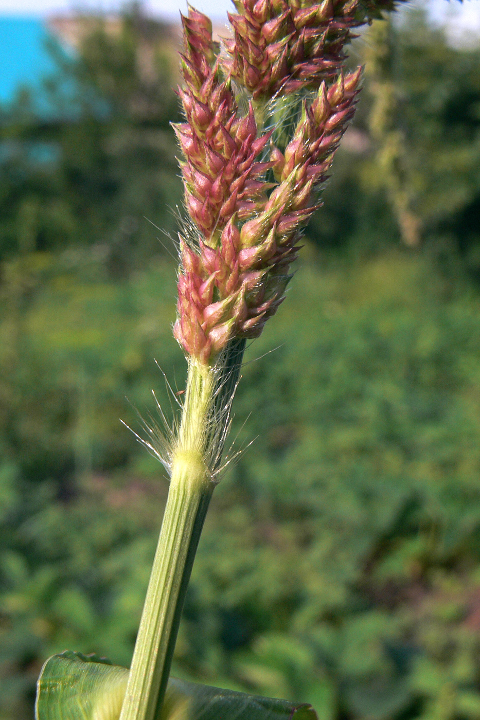 Image of Echinochloa crus-galli specimen.