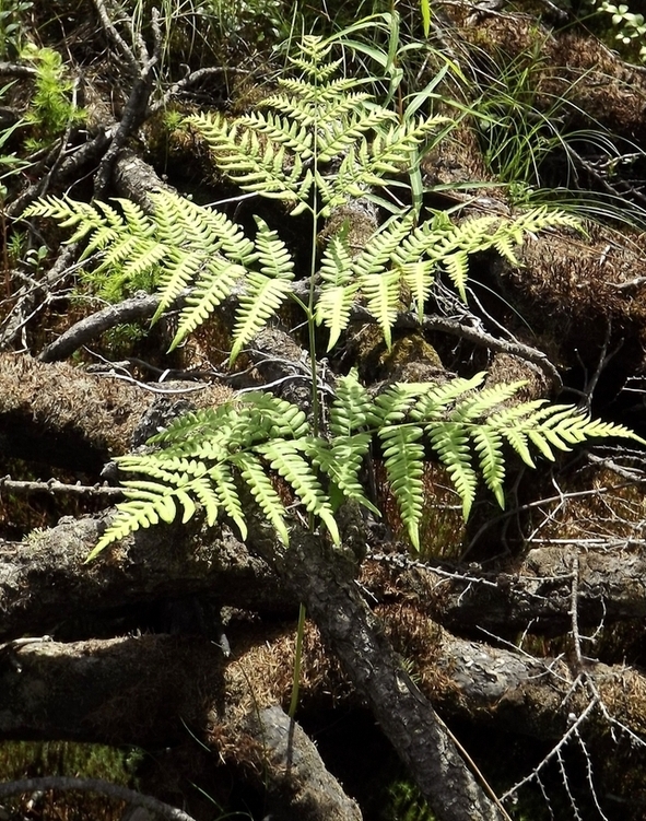 Изображение особи Pteridium pinetorum.