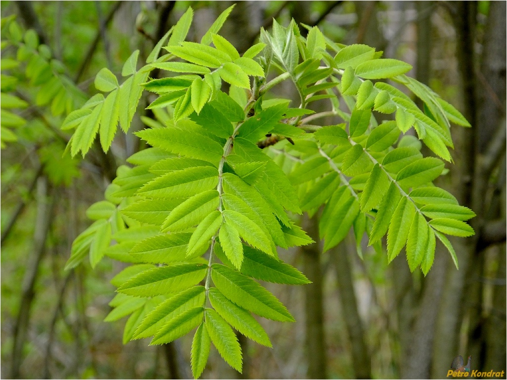 Image of Sorbus aucuparia specimen.