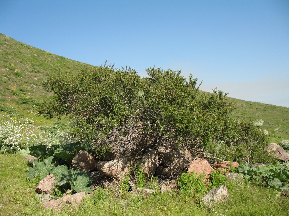 Image of Cerasus verrucosa specimen.