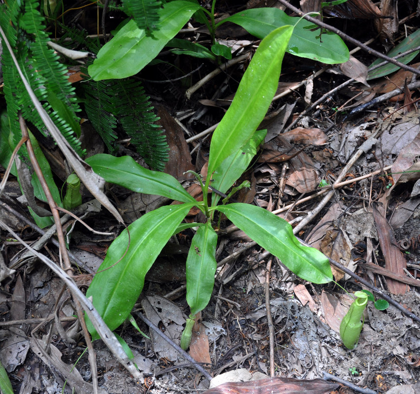 Image of Nepenthes mirabilis specimen.