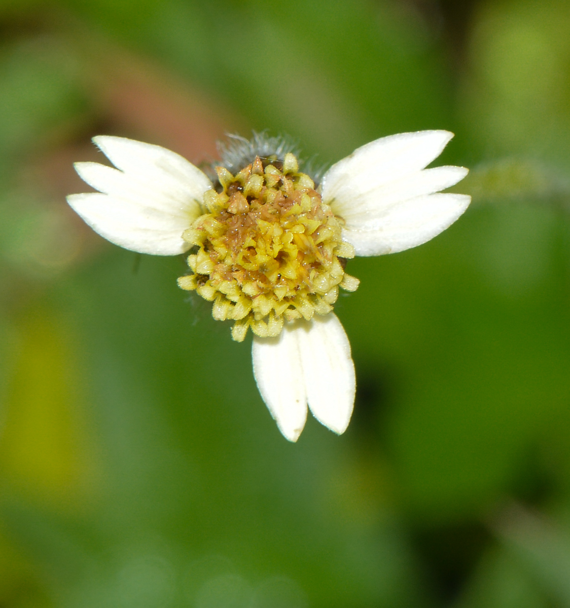 Изображение особи Tridax procumbens.