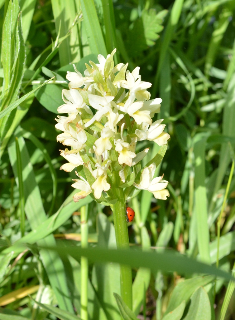 Изображение особи Dactylorhiza romana ssp. georgica.