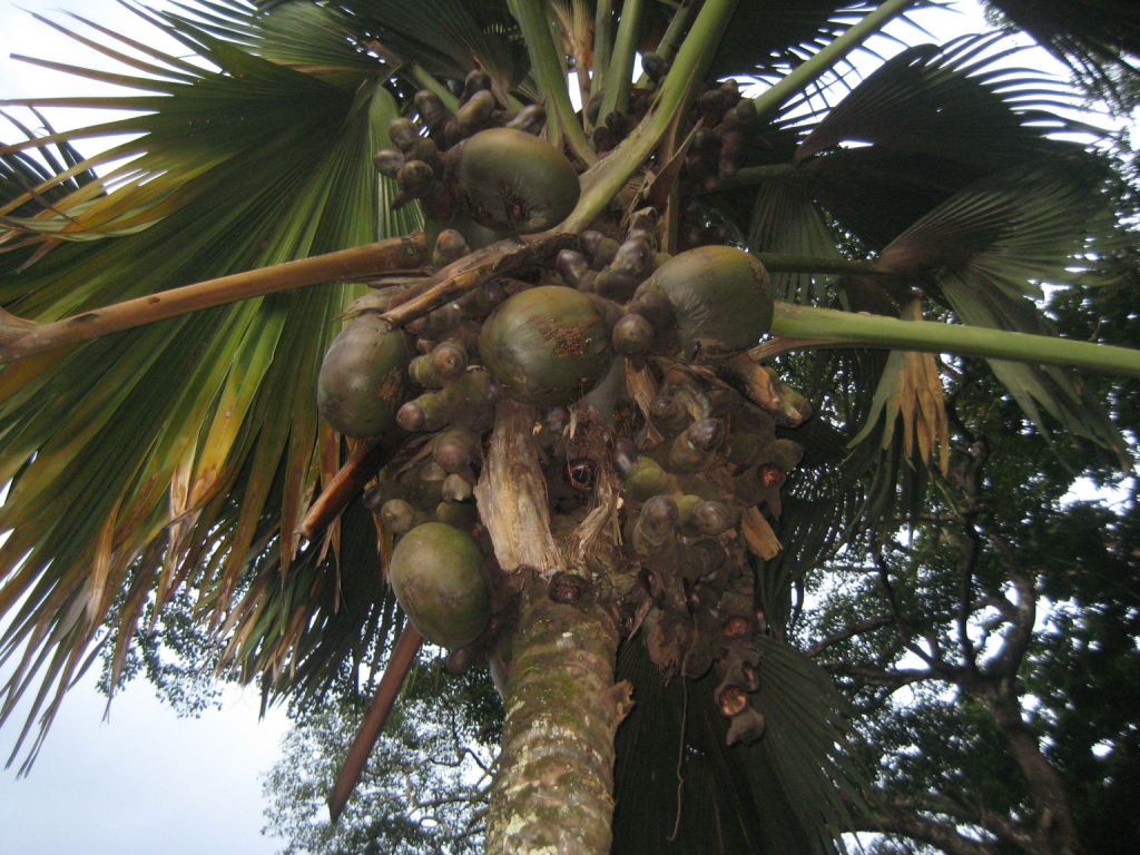 Image of Lodoicea maldivica specimen.