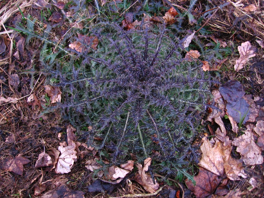 Изображение особи Cirsium palustre.