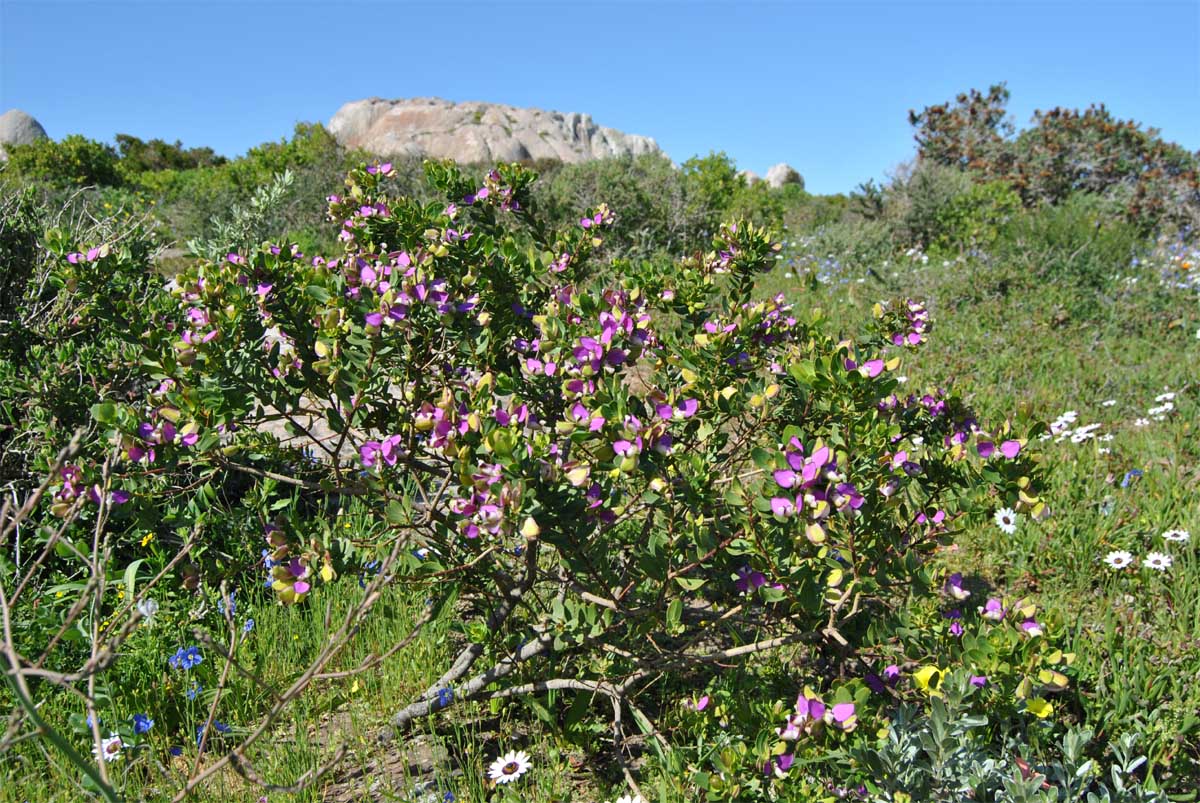 Изображение особи Polygala myrtifolia.