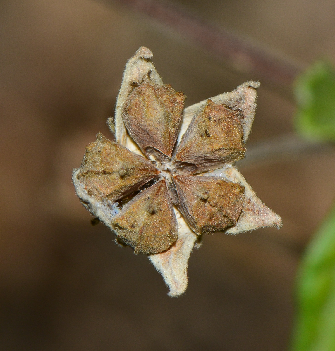 Image of Pavonia praemorsa specimen.