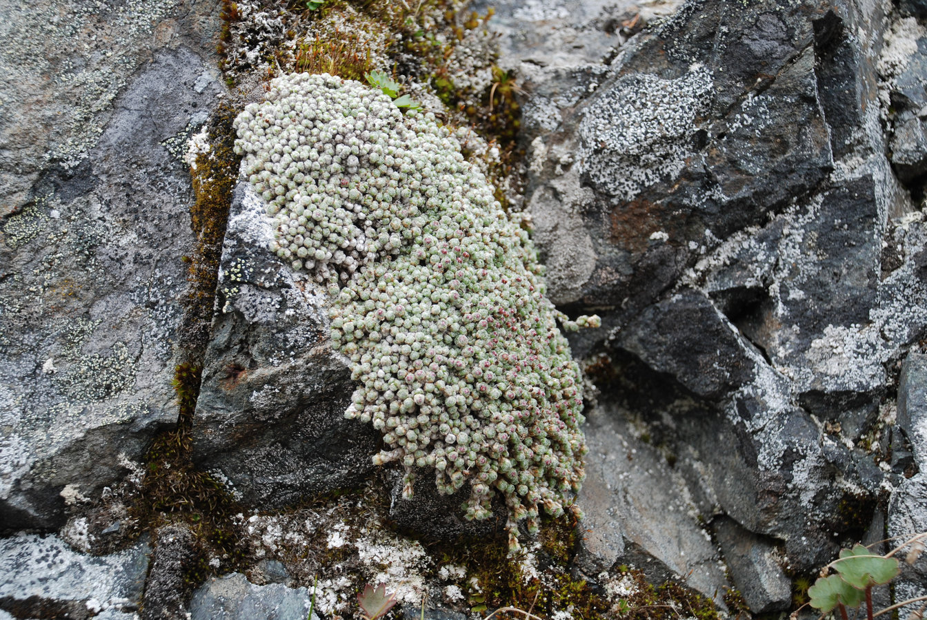 Image of Saxifraga eschscholtzii specimen.