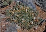 Astragalus brevifolius. Цветущее растение. Монголия, аймак Увс, перевал Оготор-Хамар-Даваа, ≈ 2100 м н.у.м., каменистый сухой склон. 12.06.2017.