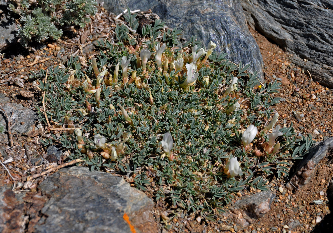 Изображение особи Astragalus brevifolius.