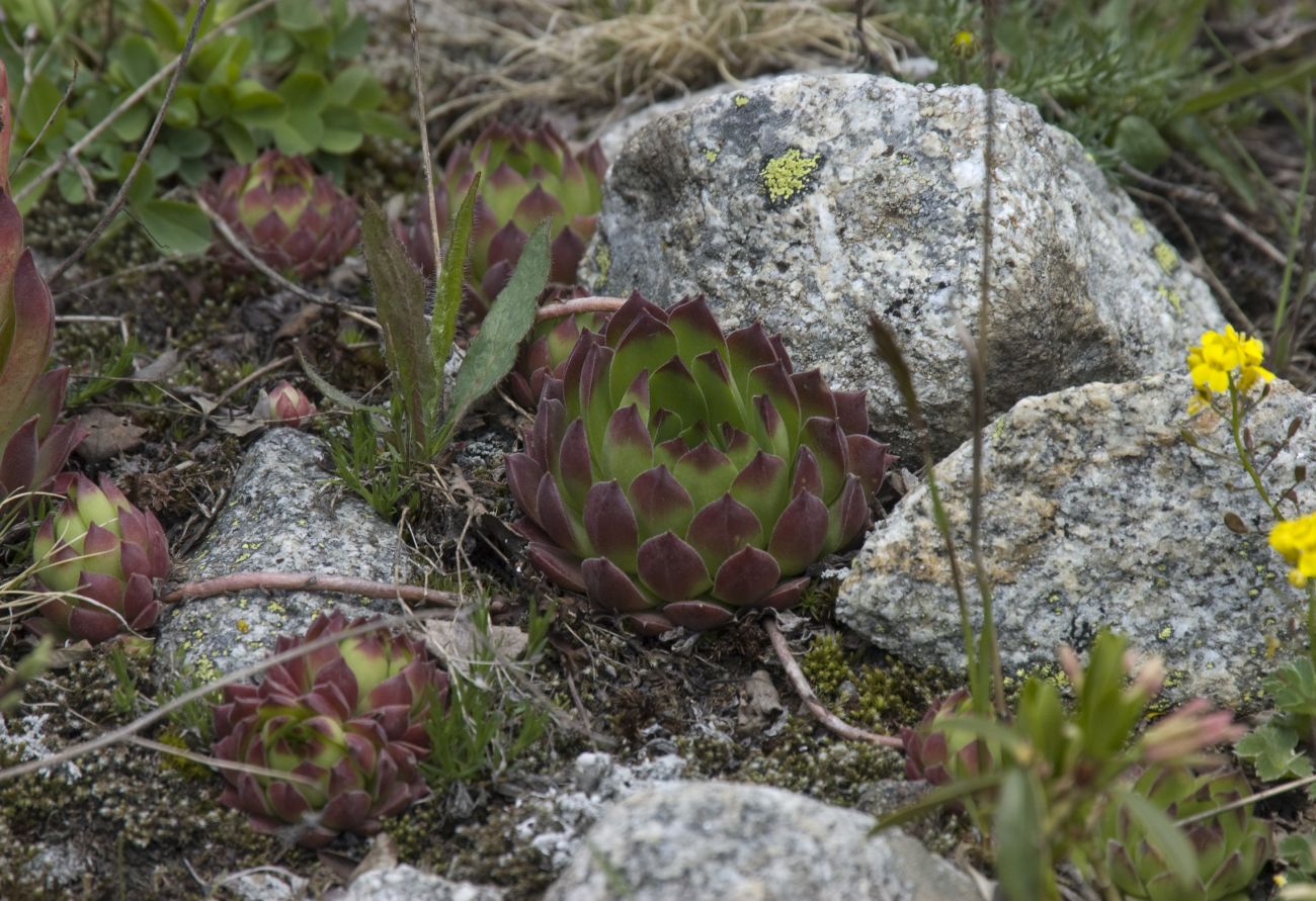 Image of Sempervivum caucasicum specimen.