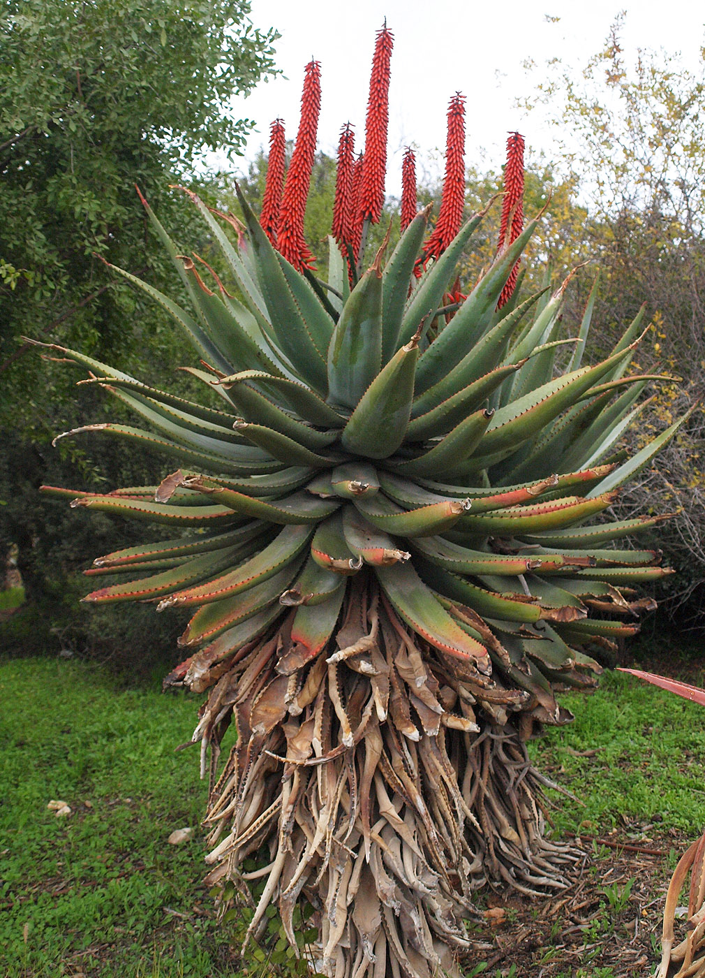 Изображение особи Aloe ferox.